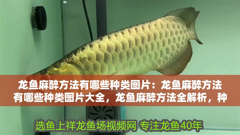 龍魚麻醉方法有哪些種類圖片：龍魚麻醉方法有哪些種類圖片大全，龍魚麻醉方法全解析，種類與