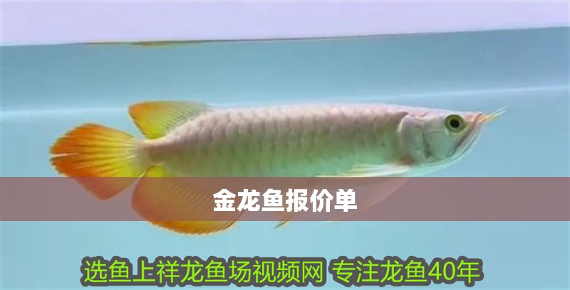 金龍魚報(bào)價(jià)單
