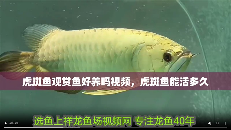 虎斑魚觀賞魚好養嗎視頻，虎斑魚能活多久