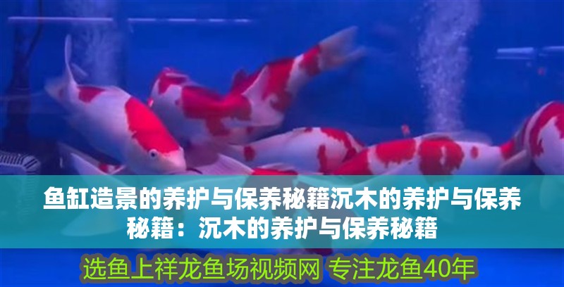 魚缸造景的養護與保養秘籍沉木的養護與保養秘籍：沉木的養護與保養秘籍