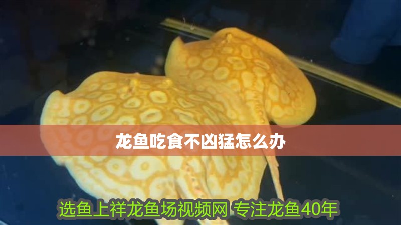 龍魚吃食不兇猛怎么辦