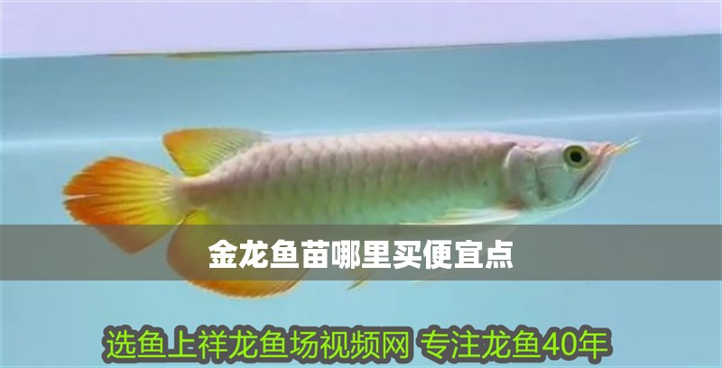 金龍魚苗哪里買便宜點