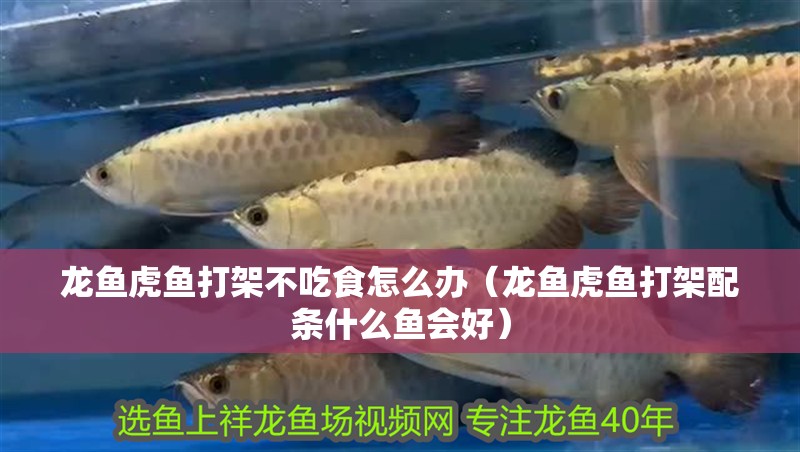 龍魚虎魚打架不吃食怎么辦（龍魚虎魚打架配條什么魚會好） 龍魚虎魚打架不吃食怎么辦（龍魚虎魚打架配條什么魚會好） 虎魚百科