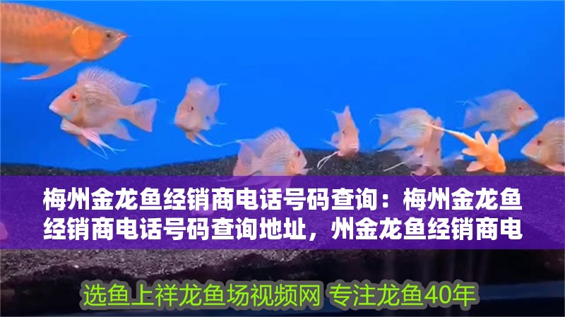 梅州金龍魚經銷商電話號碼查詢：梅州金龍魚經銷商電話號碼查詢地址，州金龍魚經銷商電話及地址查詢