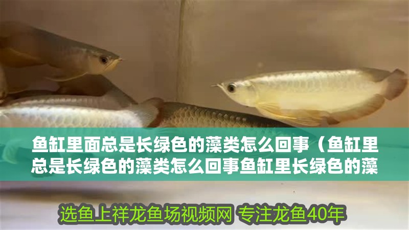 魚缸里面總是長綠色的藻類怎么回事（魚缸里總是長綠色的藻類怎么回事魚缸里長綠色的藻類怎么回事）