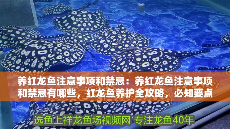 養紅龍魚注意事項和禁忌：養紅龍魚注意事項和禁忌有哪些，紅龍魚養護全攻略，必知要點與禁忌指南 養紅龍魚注意事項和禁忌：養紅龍魚注意事項和禁忌有哪些，紅龍魚養護全攻略，必知要點與禁忌指南 水族問答