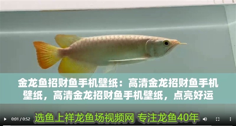 金龍魚招財魚手機壁紙：高清金龍招財魚手機壁紙，高清金龍招財魚手機壁紙，點亮好運