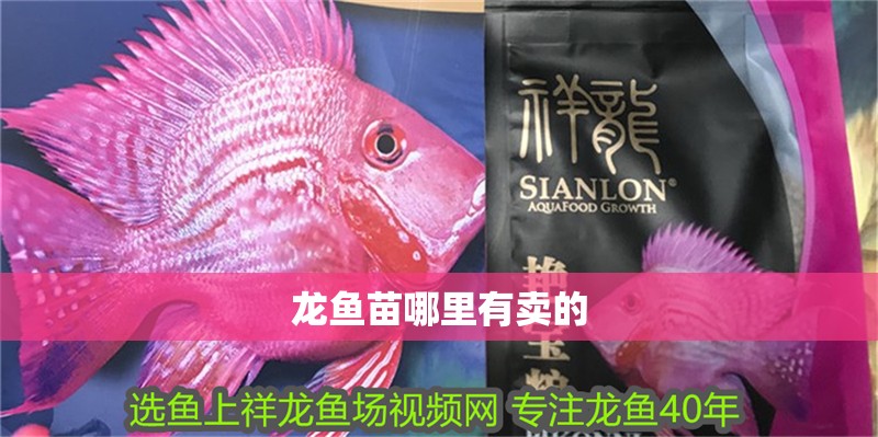龍魚苗哪里有賣的