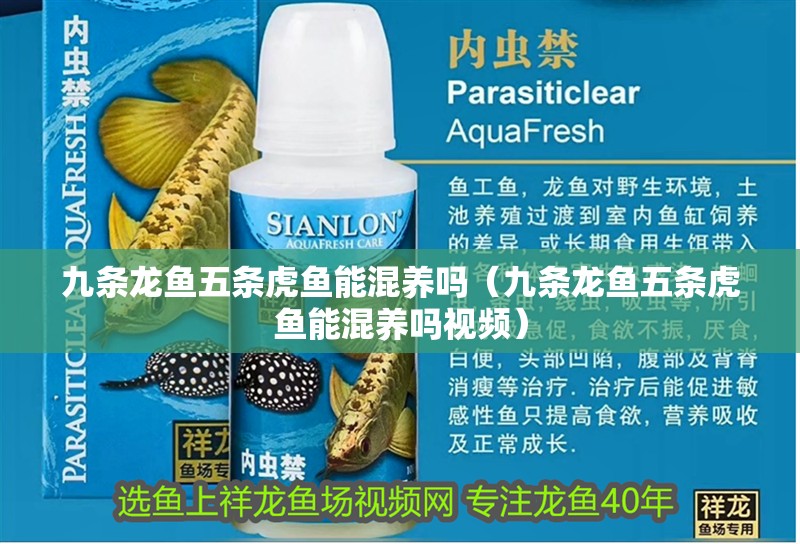 九條龍魚五條虎魚能混養嗎（九條龍魚五條虎魚能混養嗎視頻） 九條龍魚五條虎魚能混養嗎（九條龍魚五條虎魚能混養嗎視頻） 虎魚百科