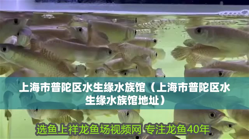 上海市普陀區水生緣水族館（上海市普陀區水生緣水族館地址）