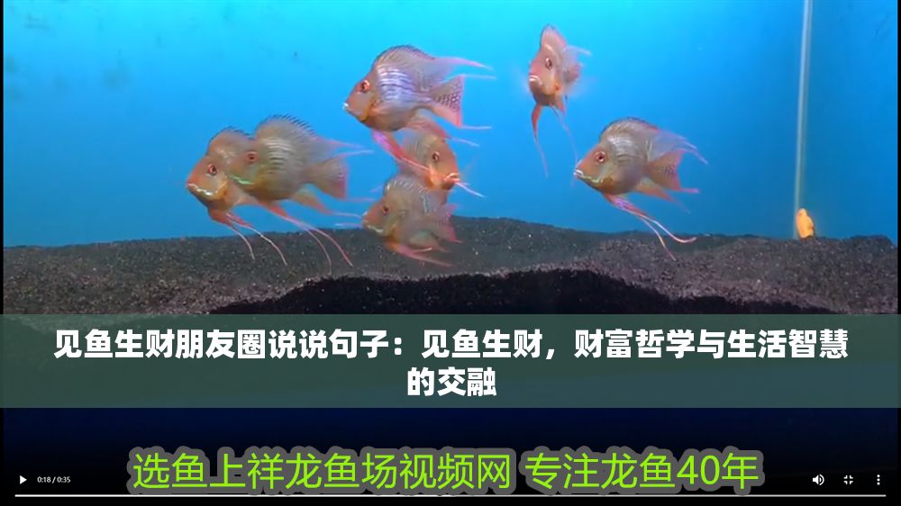 見魚生財朋友圈說說句子：見魚生財，財富哲學與生活智慧的交融