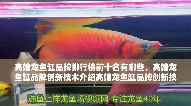 高端龍魚缸品牌排行榜前十名有哪些，高端龍魚缸品牌創新技術介紹高端龍魚缸品牌創新技術介紹