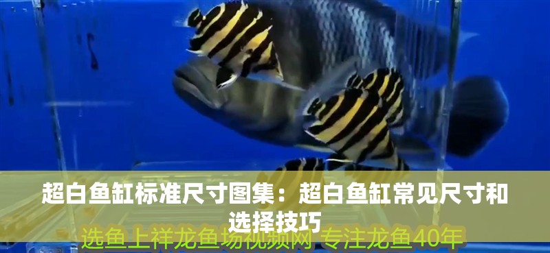 超白魚缸標準尺寸圖集：超白魚缸常見尺寸和選擇技巧
