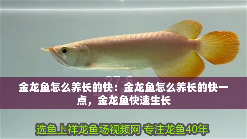 金龍魚怎么養長的快：金龍魚怎么養長的快一點，金龍魚快速生長