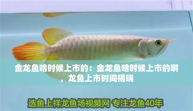金龍魚啥時候上市的：金龍魚啥時候上市的啊，龍魚上市時間揭曉
