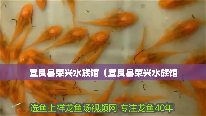 宜良縣榮興水族館（宜良縣榮興水族館