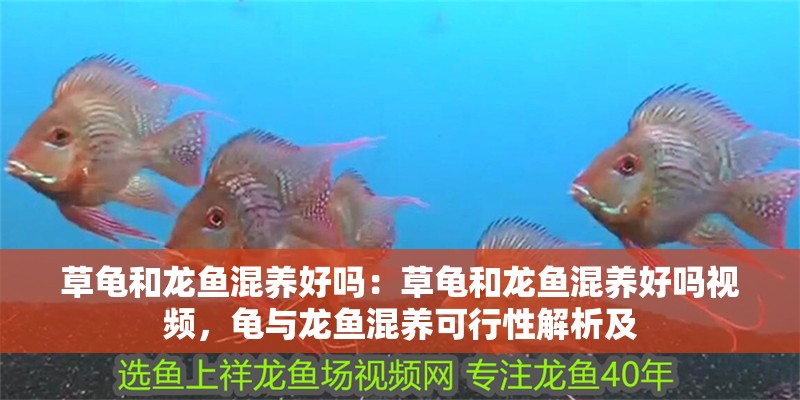草龜和龍魚混養(yǎng)好嗎：草龜和龍魚混養(yǎng)好嗎視頻，龜與龍魚混養(yǎng)可行性解析及