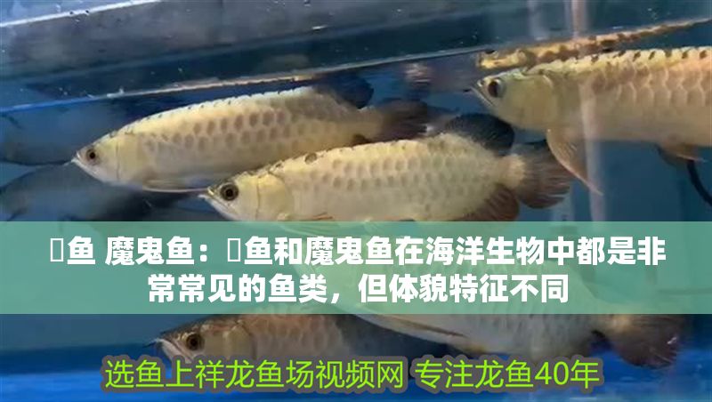 魟魚 魔鬼魚：魟魚和魔鬼魚在海洋生物中都是非常常見的魚類，但體貌特征不同