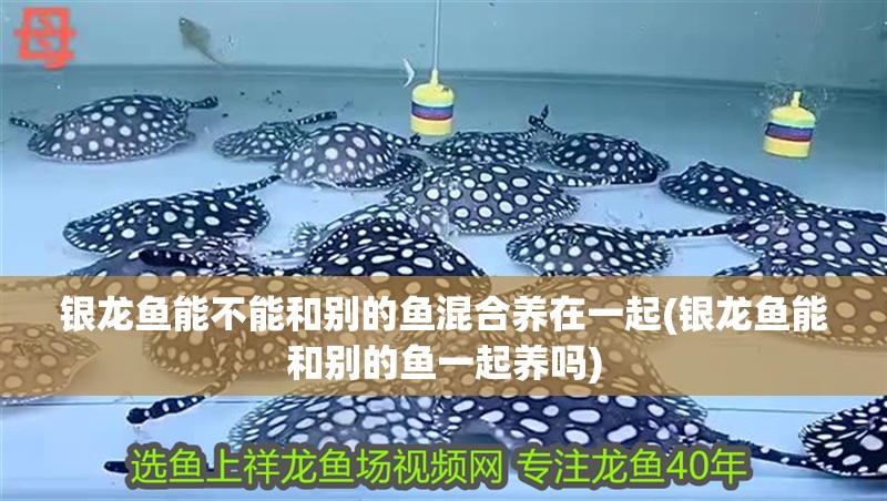 銀龍魚能不能和別的魚混合養在一起(銀龍魚能和別的魚一起養嗎)