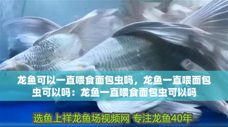 龍魚可以一直喂食面包蟲嗎，龍魚一直喂面包蟲可以嗎：龍魚一直喂食面包蟲可以嗎