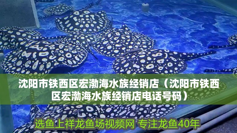 沈陽市鐵西區宏渤海水族經銷店（沈陽市鐵西區宏渤海水族經銷店電話號碼）