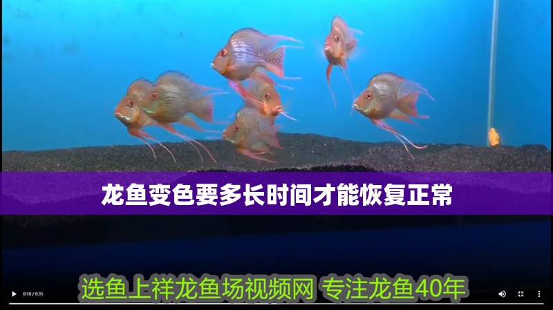 龍魚變色要多長時間才能恢復正常