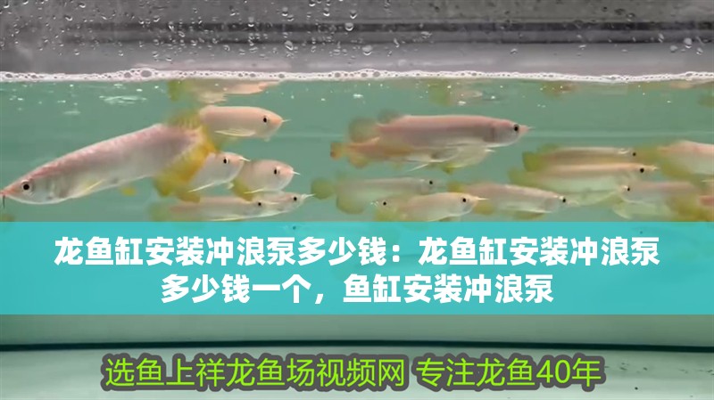 龍魚缸安裝沖浪泵多少錢：龍魚缸安裝沖浪泵多少錢一個，魚缸安裝沖浪泵