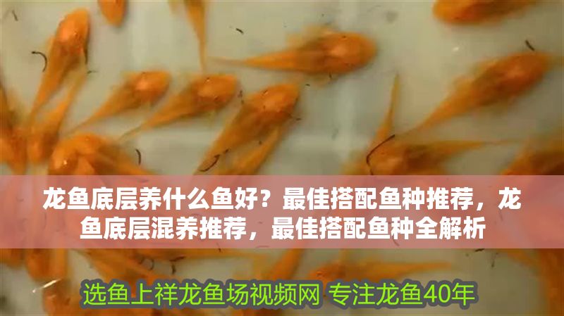 龍魚底層養什么魚好？最佳搭配魚種推薦，龍魚底層混養推薦，最佳搭配魚種全解析