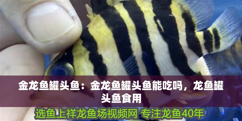 金龍魚罐頭魚：金龍魚罐頭魚能吃嗎，龍魚罐頭魚食用