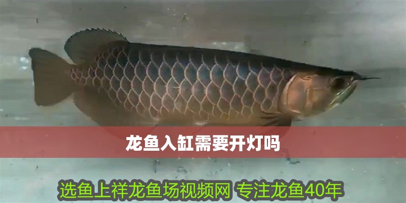 龍魚入缸需要開燈嗎