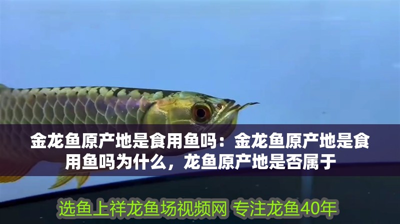 金龍魚原產(chǎn)地是食用魚嗎：金龍魚原產(chǎn)地是食用魚嗎為什么，龍魚原產(chǎn)地是否屬于 金龍魚原產(chǎn)地是食用魚嗎：金龍魚原產(chǎn)地是食用魚嗎為什么，龍魚原產(chǎn)地是否屬于 水族問答
