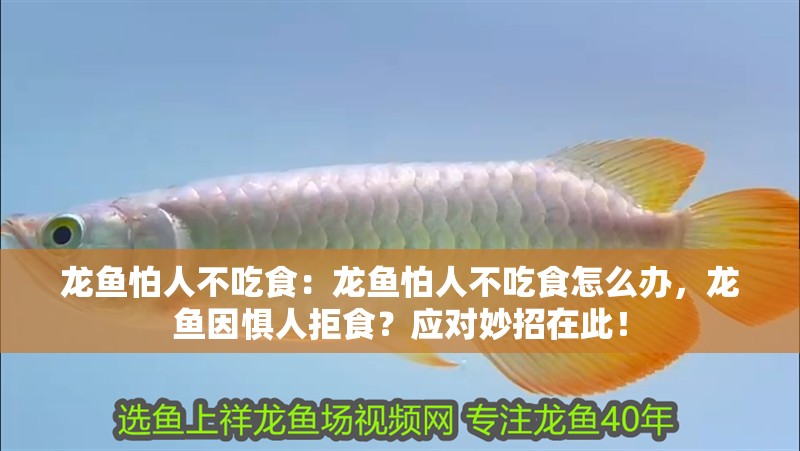 龍魚怕人不吃食：龍魚怕人不吃食怎么辦，龍魚因懼人拒食？應(yīng)對(duì)妙招在此！