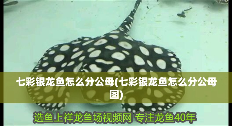 七彩銀龍魚怎么分公母(七彩銀龍魚怎么分公母圖)