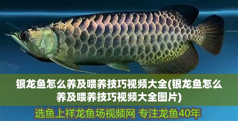銀龍魚怎么養(yǎng)及喂養(yǎng)技巧視頻大全(銀龍魚怎么養(yǎng)及喂養(yǎng)技巧視頻大全圖片)
