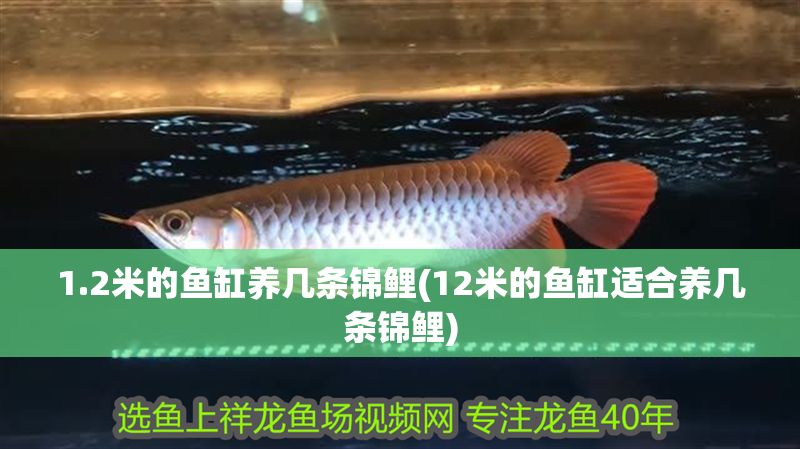 1.2米的魚缸養幾條錦鯉(12米的魚缸適合養幾條錦鯉)