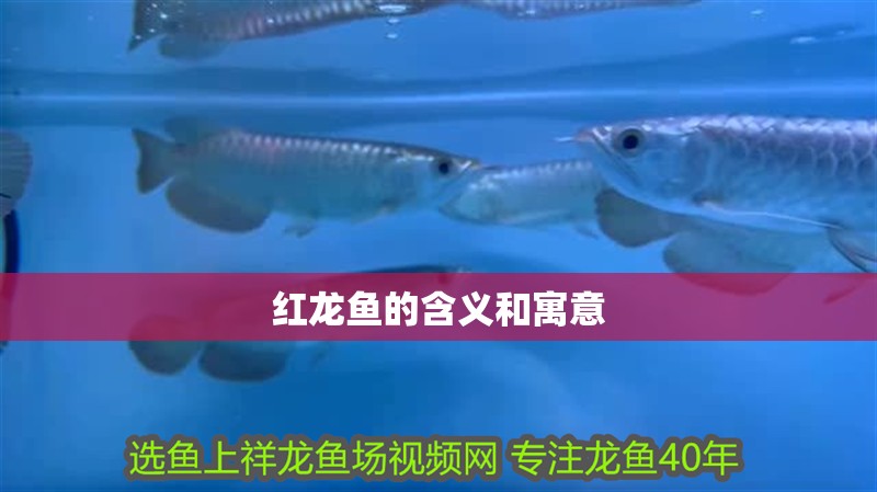 紅龍魚的含義和寓意