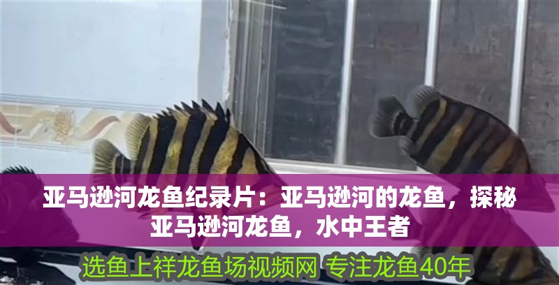 亞馬遜河龍魚紀錄片：亞馬遜河的龍魚，探秘亞馬遜河龍魚，水中王者