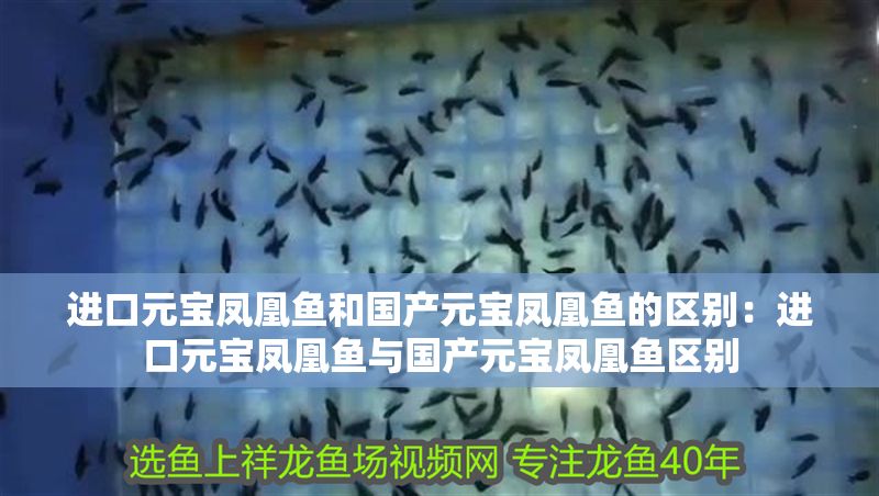 進口元寶鳳凰魚和國產元寶鳳凰魚的區別：進口元寶鳳凰魚與國產元寶鳳凰魚區別