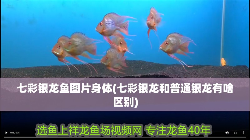 七彩銀龍魚圖片身體(七彩銀龍和普通銀龍有啥區(qū)別)