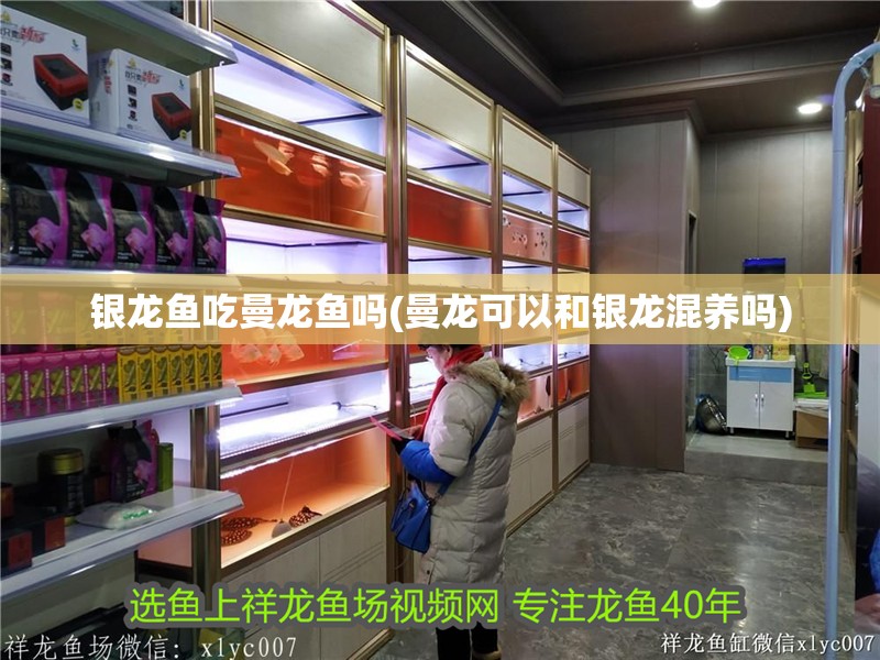銀龍魚吃曼龍魚嗎(曼龍可以和銀龍混養嗎)