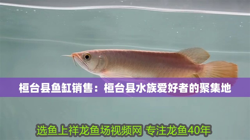 桓臺縣魚缸銷售：桓臺縣水族愛好者的聚集地