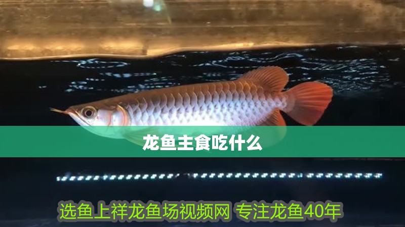 龍魚主食吃什么