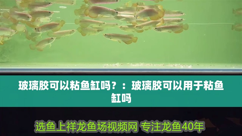 玻璃膠可以粘魚缸嗎？：玻璃膠可以用于粘魚缸嗎