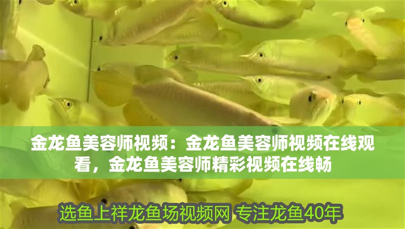 金龍魚美容師視頻：金龍魚美容師視頻在線觀看，金龍魚美容師精彩視頻在線暢