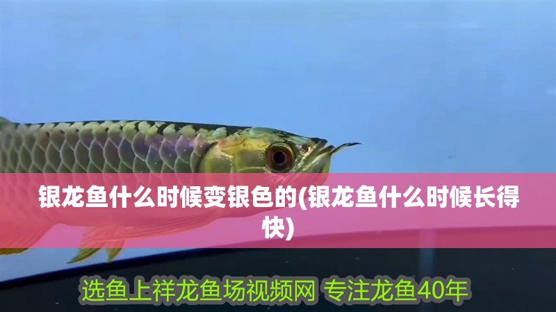 銀龍魚什么時候變銀色的(銀龍魚什么時候長得快)