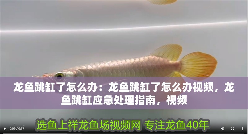 龍魚跳缸了怎么辦：龍魚跳缸了怎么辦視頻，龍魚跳缸應(yīng)急處理指南，視頻