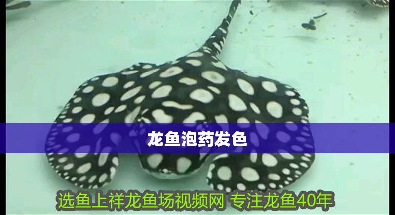 龍魚泡藥發色