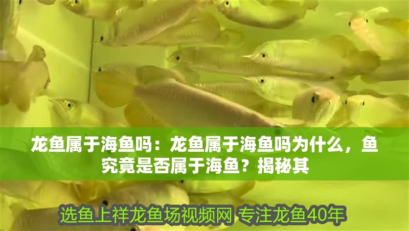 龍魚屬于海魚嗎：龍魚屬于海魚嗎為什么，魚究竟是否屬于海魚？揭秘其