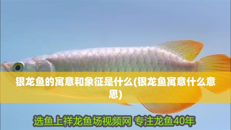銀龍魚的寓意和象征是什么(銀龍魚寓意什么意思)