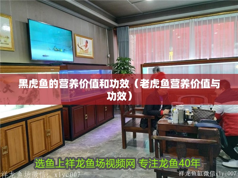 黑虎魚的營養(yǎng)價值和功效（老虎魚營養(yǎng)價值與功效）